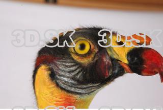 Exotic bird 0020